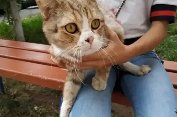 Найден кот на ул. Бр. Коростелевых в Самаре.