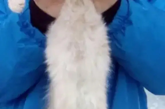 Пропала кошка Васька в Магнитогорске