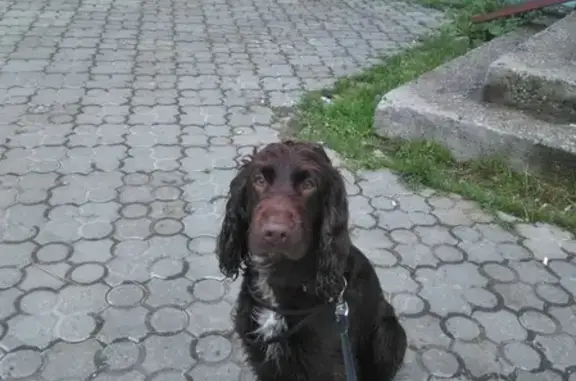 Найдена собака в Сыктывкаре - спаниель, ждем хозяев