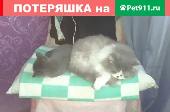 Пропала кошка #Магнитогорск #Потеряшка: Уральская 7, кот, возможно травмирован.