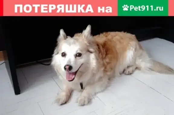 Найдена собака в Приморском районе СПб