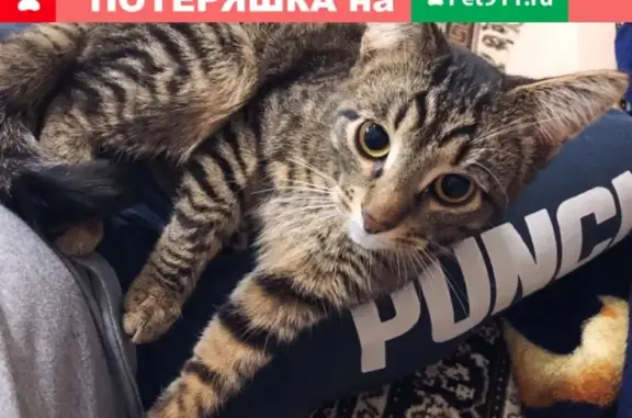 Кошки потеряшки, Киров, фото: Потеряшка кот в микрорайоне Озерки, Павла Корчагина 232, Россия