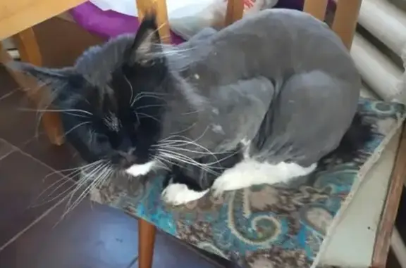 Кошки потеряшки, Ижевск, фото: Потеряшка кот на ул. Ручейная, пос. Пасечный [id269318648]