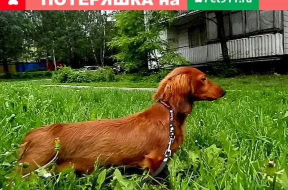 Собаки потеряшки, Кострома, фото: Потеряшка собака Ива, СНТ ВИКТОРИЯ 2, рыжая такса, бирка Марго, номер телефона Алексея