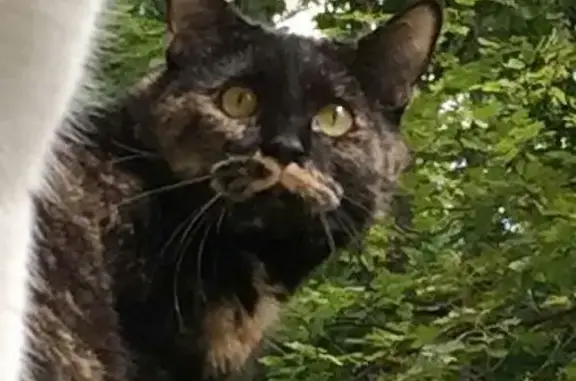 Кошки потеряшки, Москва, фото: Потеряшка кошка на ул. Маршала Чуйкова, Москва: Шери, 3 года, черный окрас с рыжими пятнами.