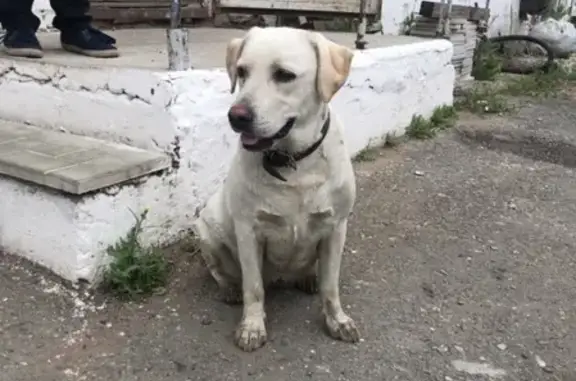 Найдена собака Лабрадора на Омской, ищем хозяина