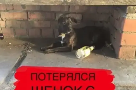 Найден щенок с ошейником во дворе Лукашевича, Омск
