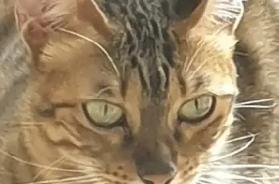 Найдена бенгальская кошка в Химках на улице Лавочкина