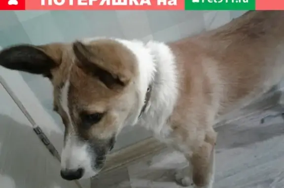 Найден пес возле магазина на Шевченко, ищем хозяина