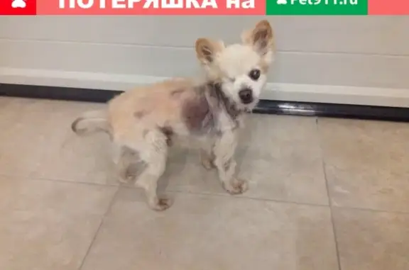 Найдена собака в деревне Новое, Лесная улица 7