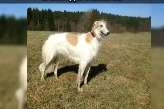 Пропала собака в Вологодской области