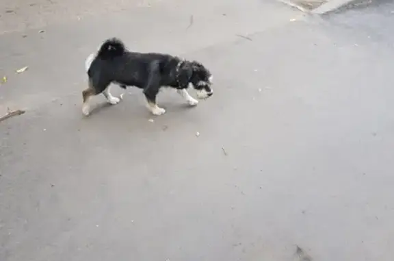 Собака на улице Усманова, 23 в Казани