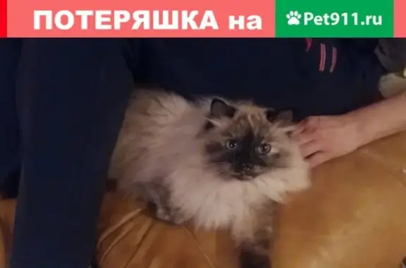 Пропала кошка Маша на Минском шоссе, вознаграждение гарантировано.