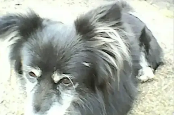Пропала собака Тошка в Мелеузе, вознаграждение!