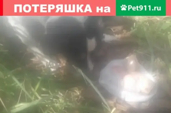 Найдена собака в Воронеже, окрас пятнами