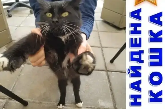 Найден кот с ошейником возле офиса на Ленинградском ш. 71Г