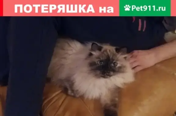 Пропала кошка на Минском шоссе!
