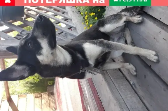Найдена собака на Набережной ул.