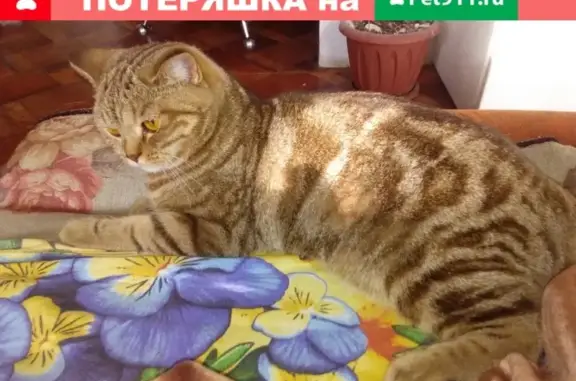 Пропала кошка в Орске, Ленина 59а, пугливая.