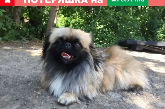Найдена собака на Московском шоссе, район Гаражного кооператива
