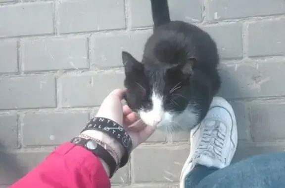 Найдена кошка на ул. Ивана Захарова 4 в Сургуте