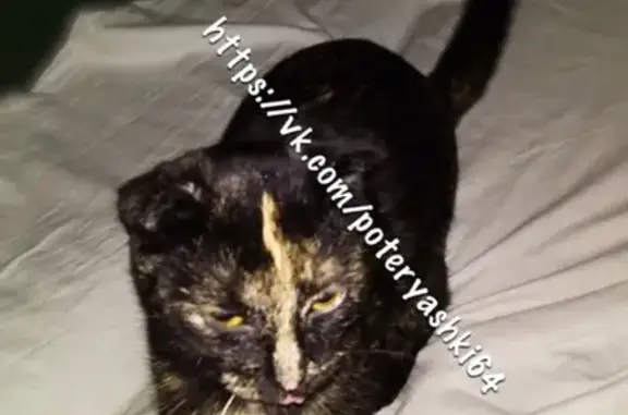 Найдена вислоухая кошка в Саратове