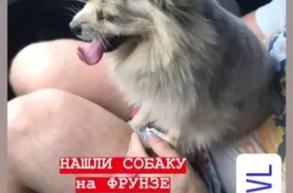Найдена собака на Фрунзе в Ярославле