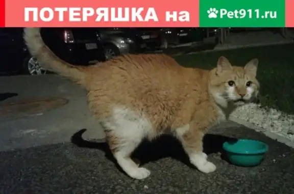 Найден кастрированный кот в Берёзовском, ищем хозяев.