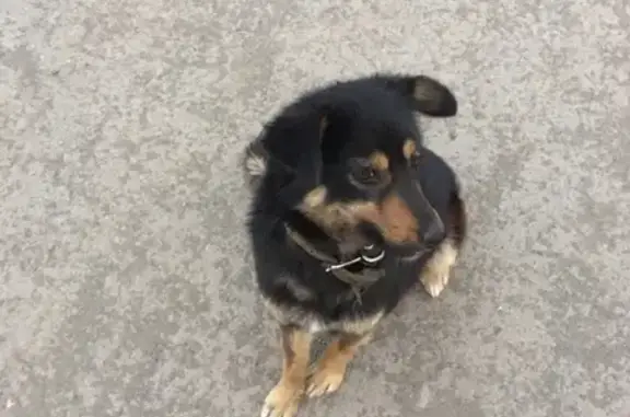 Найдена собака в Кемерово, ищем владельца #найденасобака