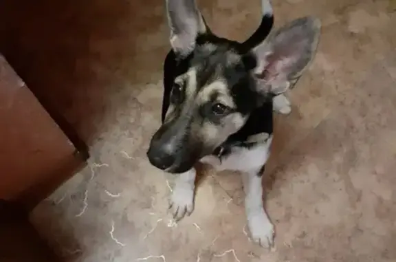Найден щенок в Гаврилов-Яме, ищет нового хозяина