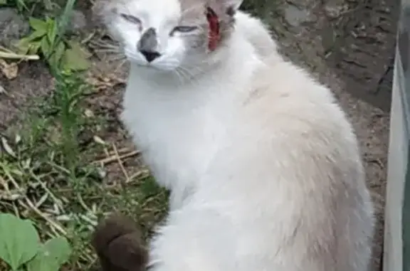 Найдена кошка в Колпино, Заводской проспект