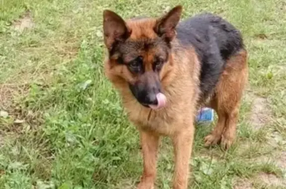 Найдена собака Истра МО, контактен, ищут хозяина