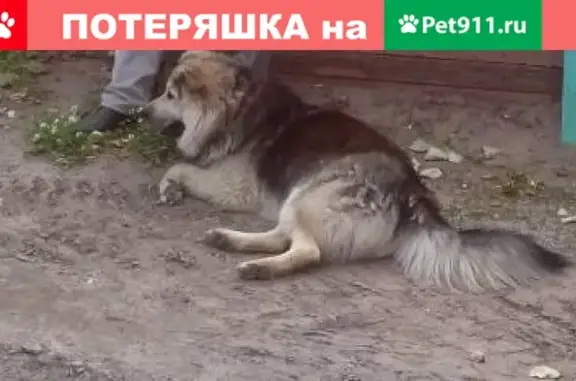 Пропала собака в д. Повракульская, Архангельская обл.