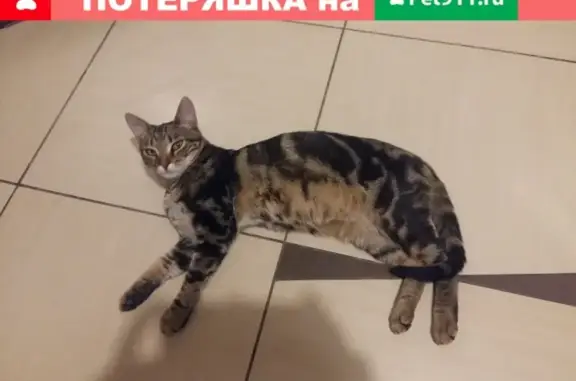 Найден котик-молодой в Ясенево, Москва