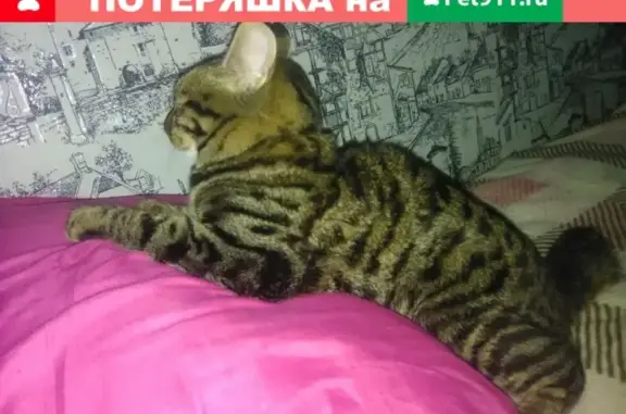 Кошки потеряшки, Колпашево, фото: Потеряшка кошка в Тогуре, рядом с кинотеатром 