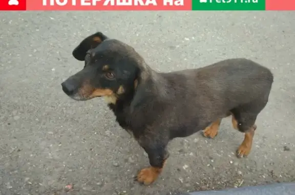 Найдена собака на ул. Мира, Анапа