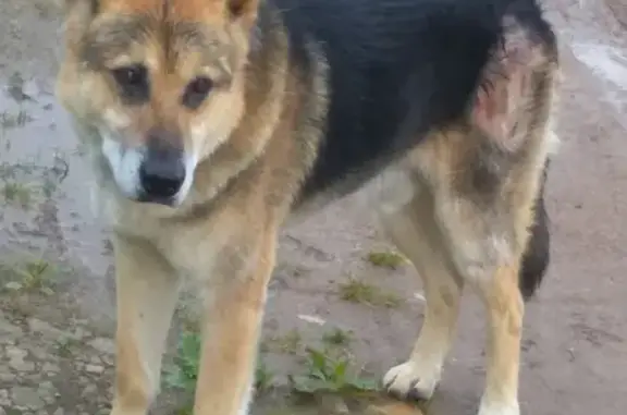 Найдена собака в Новгородской области: помогите найти хозяина!