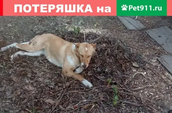 Пропала рыжая собака с белым сердечком на лбу в Пензе