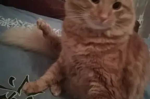 Кошки потеряшки, Санкт-Петербург, фото: Потеряшка кот в Кировском районе, ул. Губина, д.3