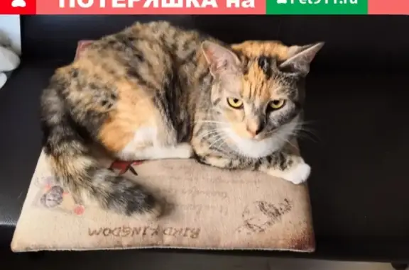 Найдена кошка в Академическом районе, возможно с шрамом на животе