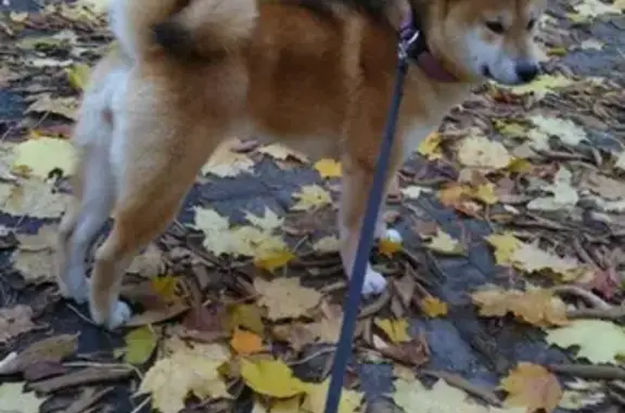 Собаки потеряшки, Нижний Новгород, фото: Потеряшка собака в Ленинском р-не, помогите!