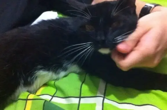 Кошки потеряшки, Новосибирск, фото: Потеряшка кошка Зухра в Затоне, Новосибирск, 1-я Портовая 8