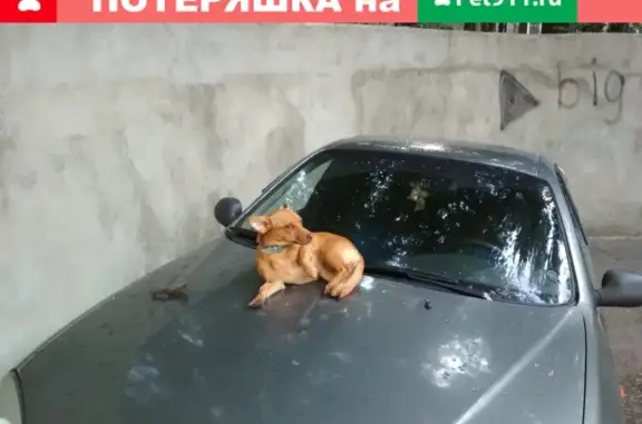 Пропала собака на улице Средне-Московская, 32Б