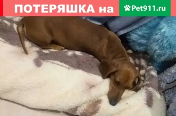 Собака Такса найдена на Октябрьском мосту, Омск