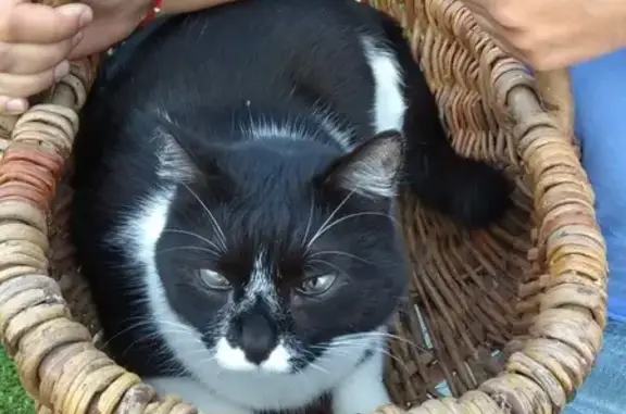 Кошки потеряшки, Москва, фото: Потеряшка кошка Соломон, вознаграждение гарантировано. Московская область, Раменский городской округ.