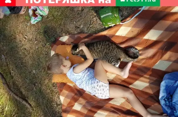 Кошки потеряшки, Новосибирск, фото: Потеряшка кот Вася в Новосибирске с 5-го этажа.