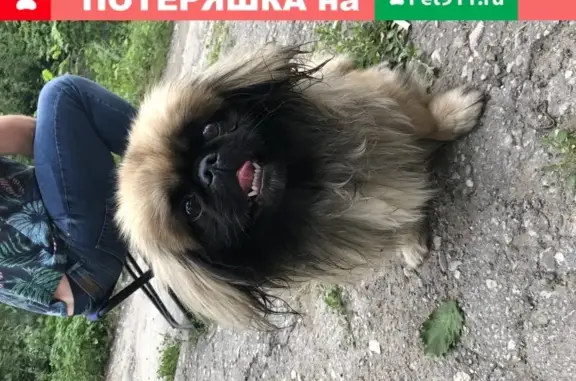 Собака найдена у озера Паршино, Кировский район, Самара.