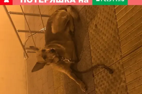 Найдена собака в Измайлово, ждет хозяина