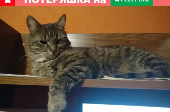 Кошки потеряшки, Москва, фото: Потеряшка кошка на Алтуфьевском шоссе, дом 96.