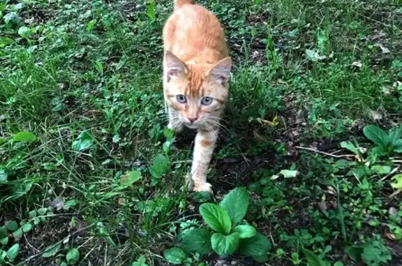 Найден рыжий котенок с ошейником в Воскресенском селе